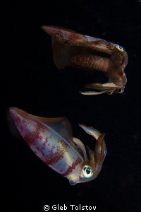 The squid. by Gleb Tolstov 